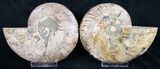Stunning Polished Ammonite Pair - Crystal Lined #8445-1